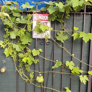 Meet your Posher, Margarida